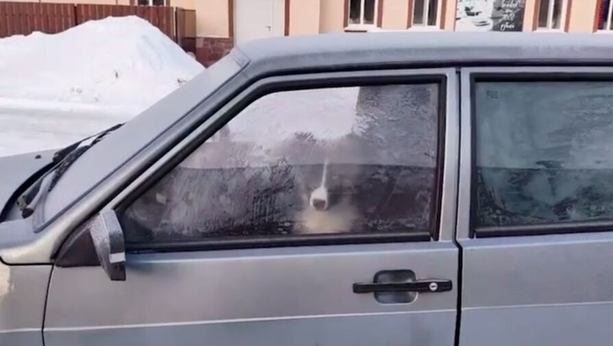 В Башкирии щенок провел в закрытой машине более 12 часов