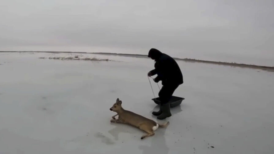 Сибиряк спас более десятка косуль из ледяного плена