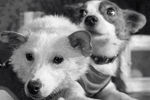 Четвероногие космонавты - собаки Белка и Стрелка после полета космического корабля-спутника с подопытными животными, 1 сентября 1960 года