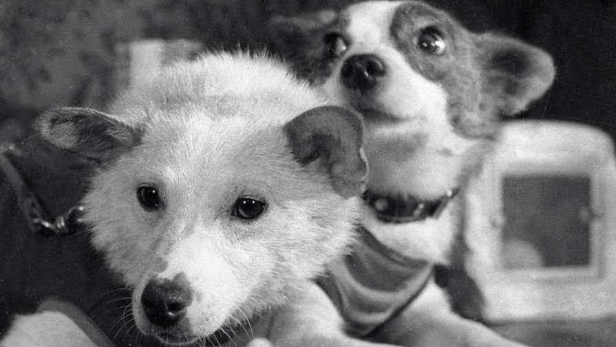 Четвероногие космонавты&nbsp;- собаки Белка и Стрелка после полета космического корабля-спутника с&nbsp;подопытными животными, 1 сентября 1960 года
