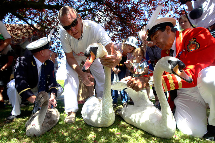 Церемония подсчета лебедей-шипунов на&nbsp;реке Темзе