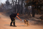 Пожарный предлагает собаке воды в окрестностях Афин, 3 августа 2021 года
