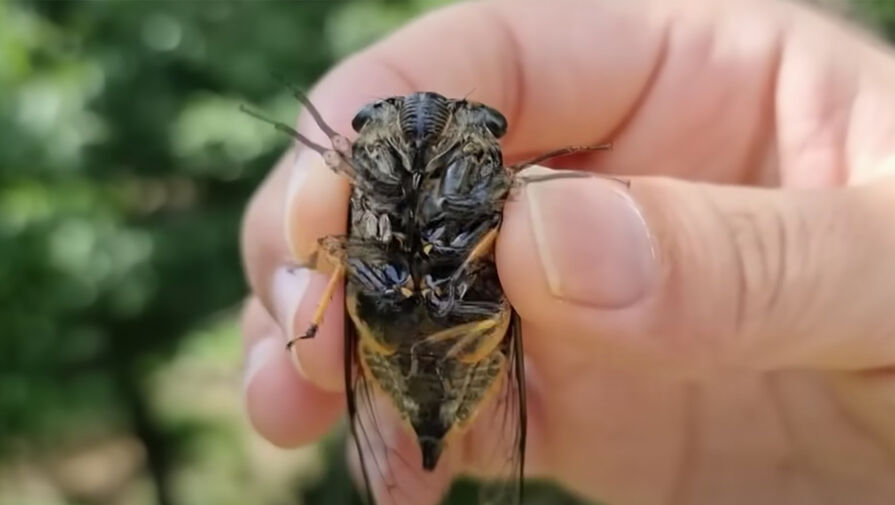 Ученые разгадали тайну мочи цикад