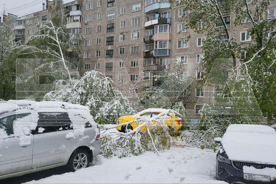 Поваленные после снегопада деревья в&nbsp;Москве, 2&nbsp;мая 2025&nbsp;года