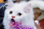 Кошка породы хайленд-страйт (шотландская прямоухая длинношерстная) на международной выставке «Жемчужное шоу кошек»