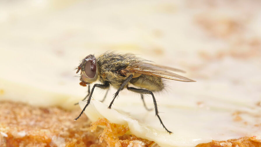 Энтомолог Сороколетов объяснил, как мухи используются в медицинском производстве 