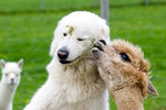 Пастушья собака по кличке Клэренс и альпака Синди играют на лужайке в австрийской провинции Зальчбург. Эти животные подружились еще, когда им обоим было по 3 месяца. Всего на ферме обитают 87 альпак, и все они ладят с собакой