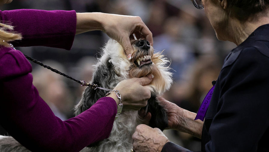 Во время 143-й международной выставки собак Westminster Kennel Club Dog Show в&nbsp;Нью-Йорке, 13 февраля 2019 года