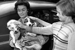 Собаки Белка и Стрелка, 29 ноября 1960 года
