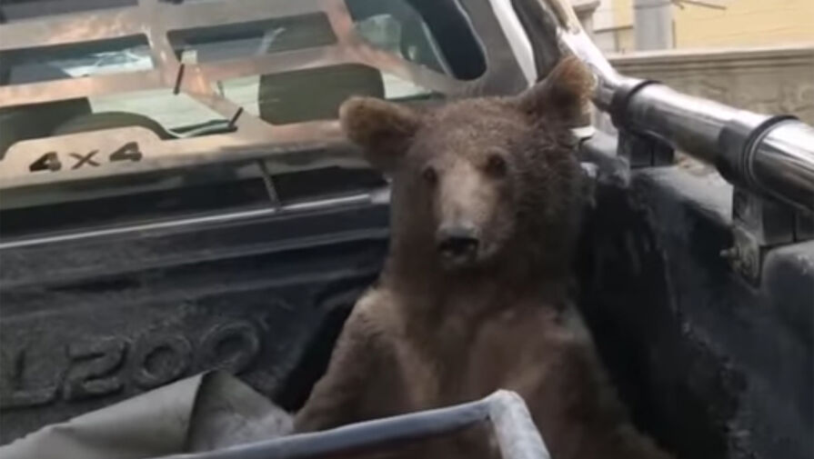 В Турции спасли пьяного медведя, съевшего слишком много галлюциногенного меда