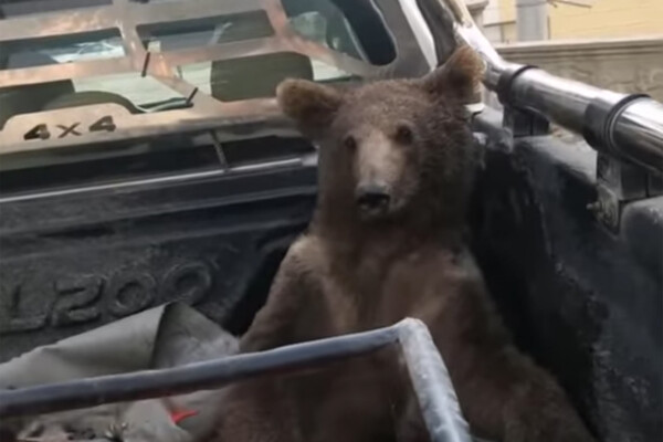 Пьяный Дмитрий Медведев на саммите G8 (плюс видео)