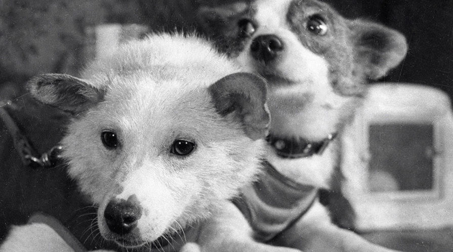 Четвероногие космонавты &mdash; собаки Белка и Стрелка, совершившие космический полет на&nbsp;корабле «Спутник-5» 19&nbsp;августа 1960&nbsp;года