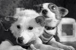 Четвероногие космонавты — собаки Белка и Стрелка, совершившие космический полет на корабле «Спутник-5» 19 августа 1960 года