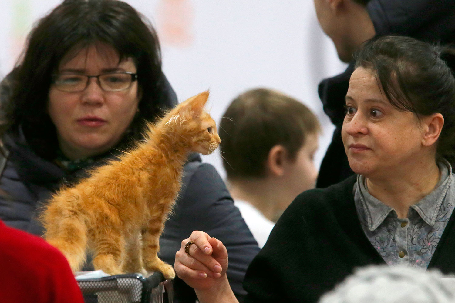 Котенок на выставке «День влюбленных котов» в КВЦ «Сокольники»
