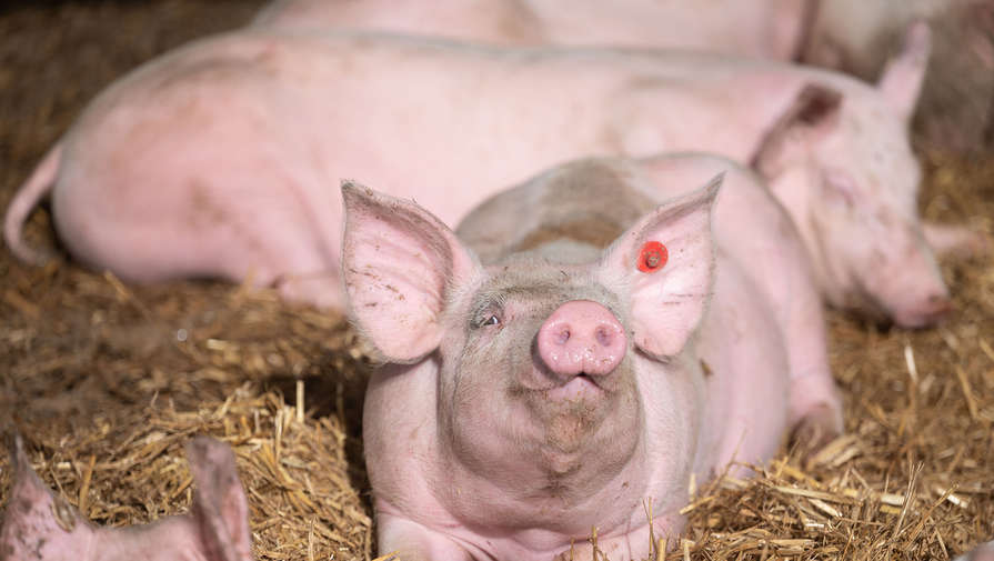 В Приморье обнаружили первый в 2023 году очаг вируса африканской чумы свиней