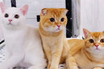 Кошки пород британская и скоттиш-фолд (шотландская вислоухая) на международной выставке «Жемчужное шоу кошек»