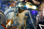 Чучела собак-космонавтов Стрелки и Белки в экспозиции открытого после реконструкции мемориального музея космонавтики на Звездной аллее ВВЦ, 11 апреля 2009 года