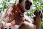 Двухгодовалая обезьяна по кличке Нан ухаживала за полугодовалым котенком. Эта трогательная история происходила в частном зоопарке в Гонконге в 1998 году. А животные подружились спустя две недели после того, как их бросили матери