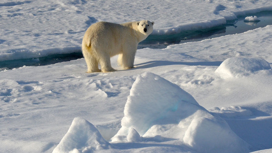 Московский зоопарк при поддержке Роснефти запустит обучающую программу о белом медведе