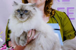 Кошка породы невская маскарадная (сибирская) на международной выставке «Жемчужное шоу кошек»