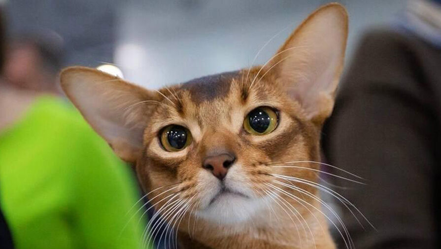 Кот из России, возглавивший мировой рейтинг, выступит на выставке в Москве