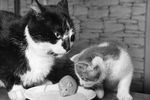 Мышка по кличке Микки и ее друзья — кот Тиггер и котенок Тики — пьют молоко из миски. Снимок сделан в Великобритании в 1969 году