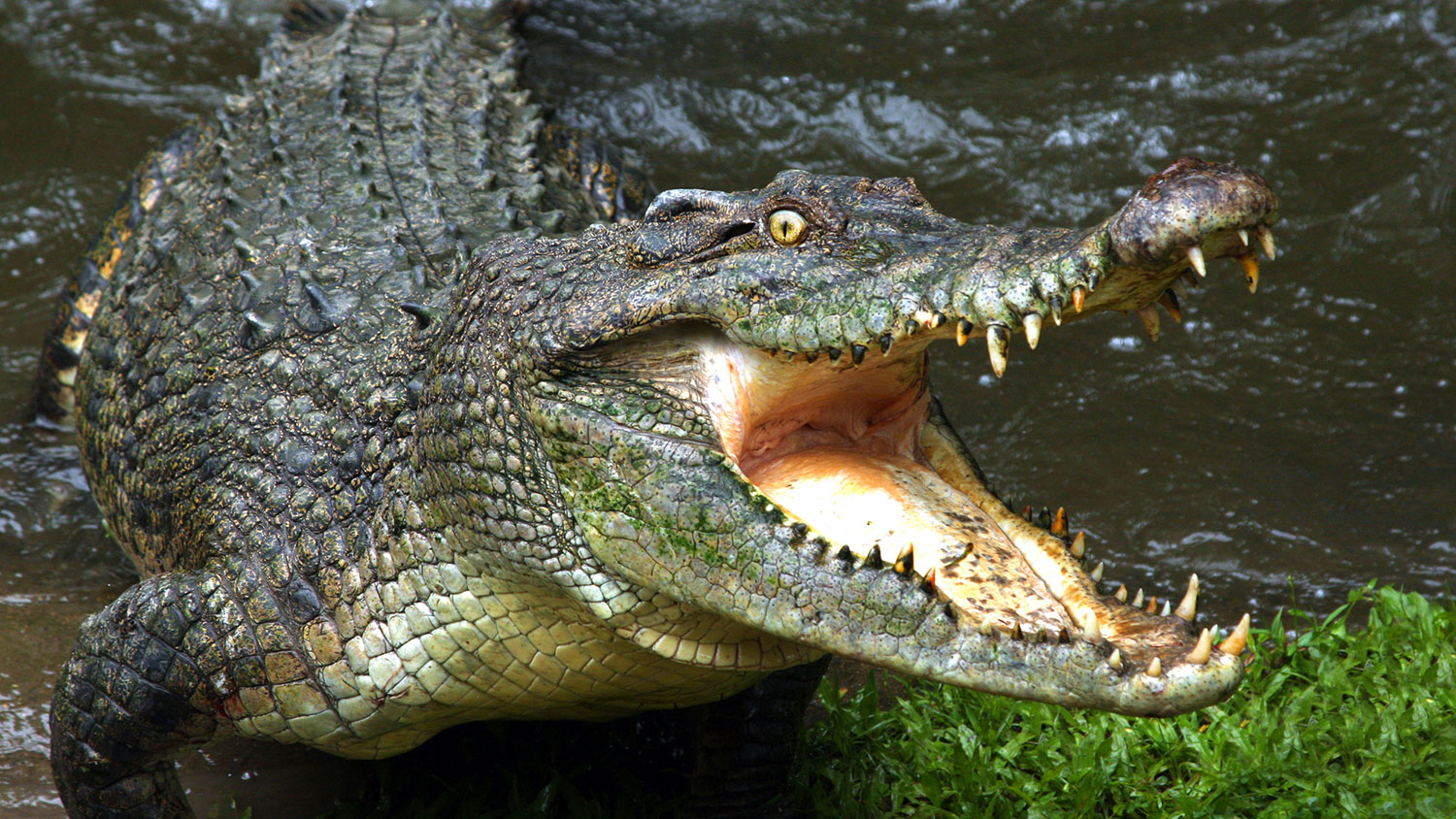 Шоу крокодилов: раскрываем секреты - путеводитель по Таиланду