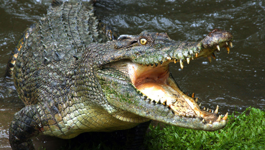 Мужчина лишился руки после нападения крокодила