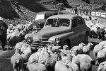 Автомобили «Победа» - участники ралли «Кавказ», 1959 год