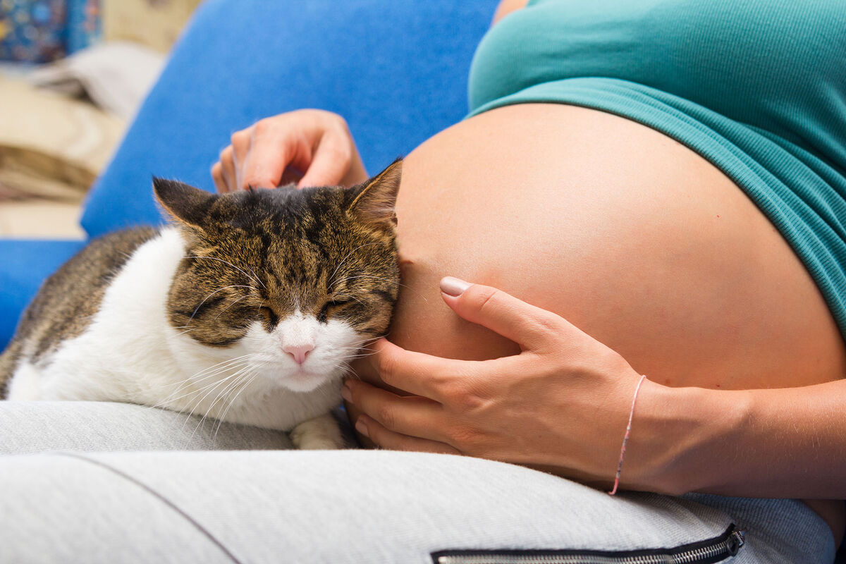 В Тайване предложили увеличить рождаемость с помощью домашних животных -  Газета.Ru | Новости