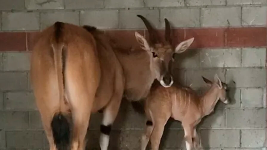 В крымском зоопарке в семье антилоп родился детеныш