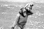 Шимпанзе по кличке Сьюзи и ее друг-попугай прогуливаются по лужайке. Снимок был сделан в 1966 году, а затем парочка «засветилась» в фильме «Доктор Дулиттл»