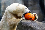 Белый медведь поедает тыкву во время празднования Хеллоуина в Вене