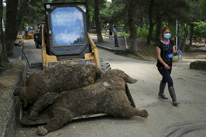 Животные зоопарка Тбилиси, погибшие в&nbsp;результате сильного ливня и наводнения в&nbsp;ночь на&nbsp;14&nbsp;июня 