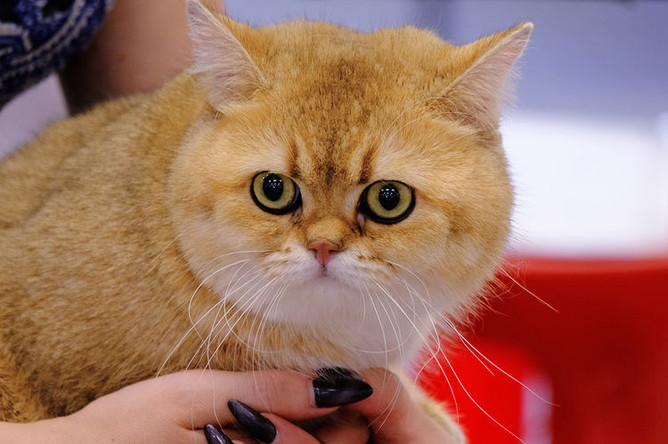 Кошка породы британская на международной выставке «Жемчужное шоу кошек»