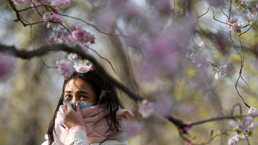 Во время сезона цветения сакуры в&nbsp;Лондоне, Великобритания, март 2020 года