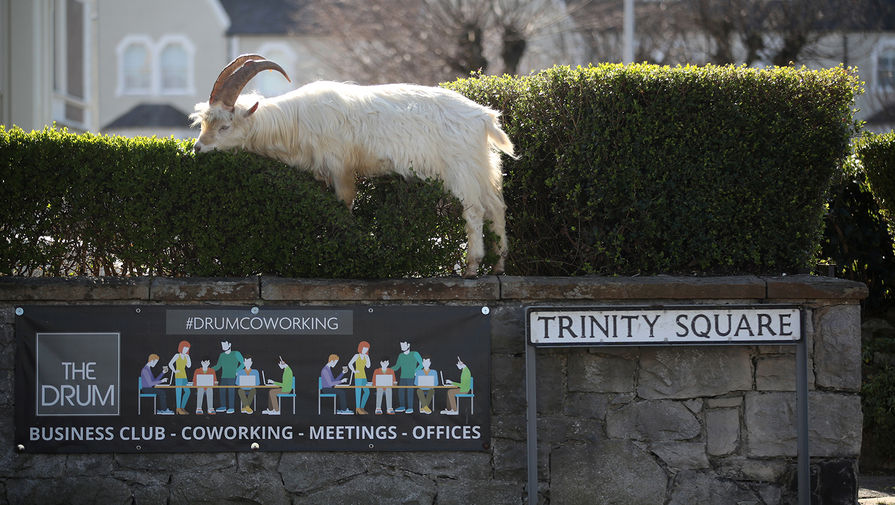 Дикие козы в городе Лландидно в Северном Уэльсе, 31 марта 2020 года
