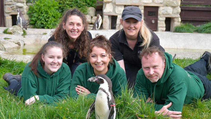 В Британском зоопарке умер самый старый в мире пингвин Гумбольдта