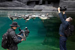 Журналисты снимают репортаж возле аквариума с пингвинами во время пресс-дня
