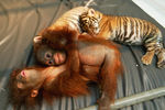 Два суматранских тигренка и два малыша-орангутана вместе спят в индонезийском зоопарке. Снимок был сделан в 2007 году