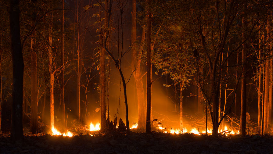 Площадь лесных пожаров в России выросла за сутки более чем на 10%