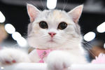 Кошка породы британская на международной выставке «Жемчужное шоу кошек»
