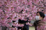 Во время сезона цветения сакуры в Токио, Япония, март 2020 года