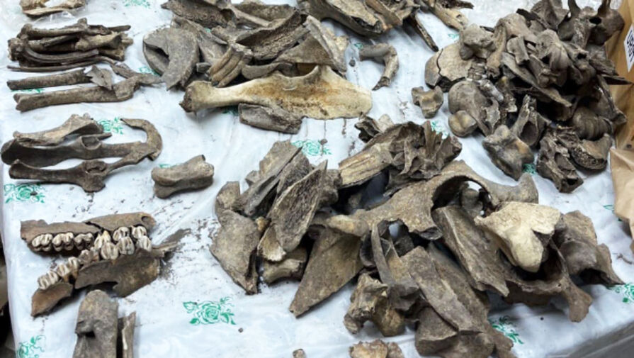 Кости животных помогли ученым раскрыть загадку средневекового Предуралья