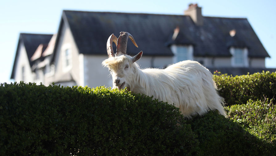 Дикие козы в&nbsp;городе Лландидно в&nbsp;Северном Уэльсе, 31 марта 2020 года