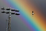 Чайка на фоне радуги в Лутоне, Великобритания, 2 марта 2024 года