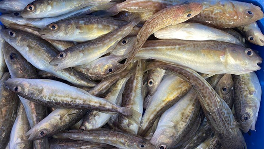 Минфин США продлил разрешение на сделки с импортом некоторых морепродуктов из РФ