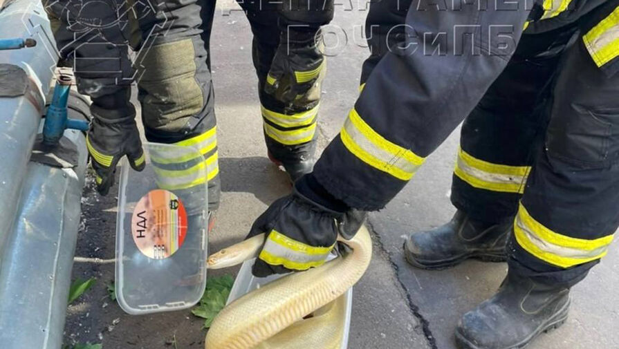 В центре Москвы желтая змея уползла от хозяйки и спряталась под теплотрассой во дворе