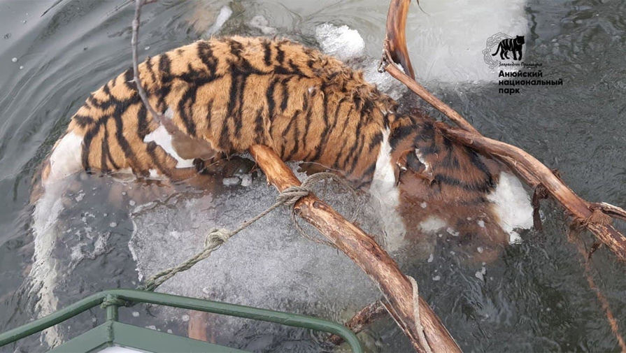 "Не принадлежал заповеднику": в Хабаровском крае ищут убийц тигра