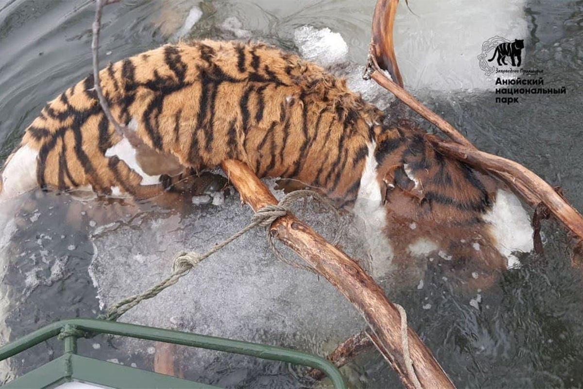 Зоозащитники рассказали об обезглавленном под Хабаровском амурском тигре -  Газета.Ru